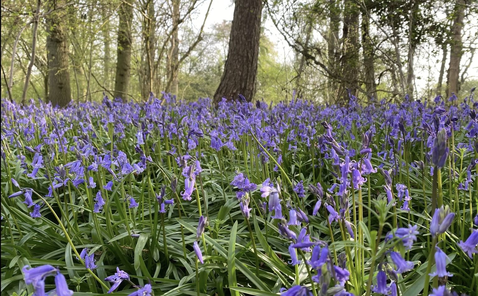 Bluebells in Thrift Wood