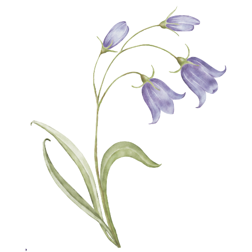 Freeland logo Bluebells